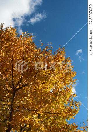 Gingko and blue sky Gingko and blue sky 128337020