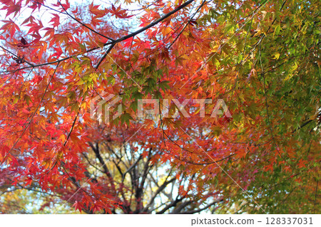 Autumn leaves 128337031