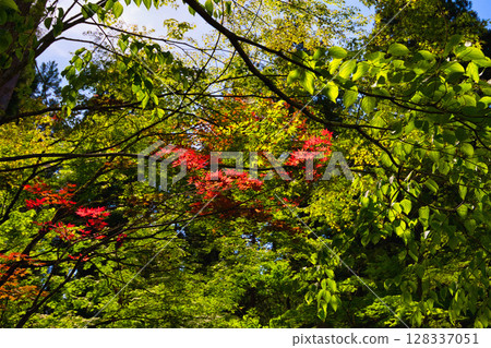 An old house and garden surrounded by fresh greenery and silence An old house and garden surrounded by fresh greenery and silence 128337051