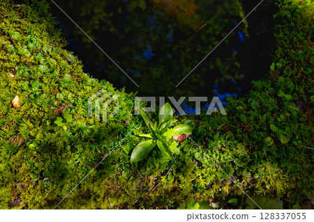 被新綠和寂靜包圍的古老房屋和花園 128337055