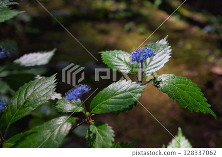 An old house and garden surrounded by fresh greenery and silence 128337062