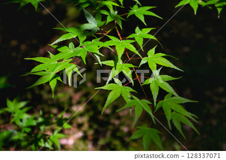 An old house and garden surrounded by fresh greenery and silence An old house and garden surrounded by fresh greenery and silence 128337071