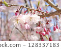 春天在附近的公園裡盛開的櫻花 128337183