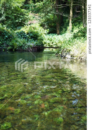 “寧靜的夏日森林中清澈的水” “寧靜的夏日森林中清澈的水” 128337341
