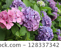 百合紫色繡球花 128337342