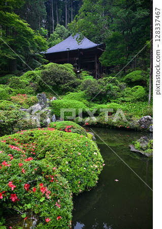 法雲寺的杜鵑花池和新綠 128337467