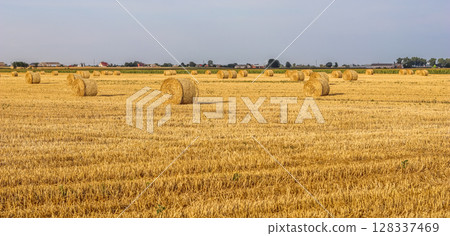 Expansive golden field filled with numerous round straw bales under a bright sky, symbolizing harvest, agriculture, and rural life. High quality photo 128337469