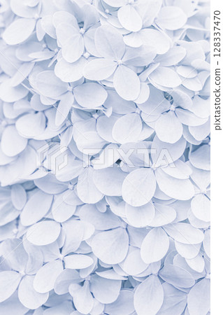 Background of white blue petals of Hydrangea or Hydrangea close-up. Soft focus 128337470