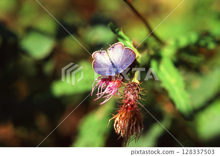 一隻吮吸花蜜的蝴蝶 一隻吮吸花蜜的蝴蝶 128337503