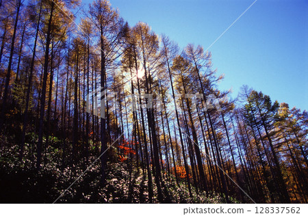 The setting sun shines on the autumn larch forest 128337562