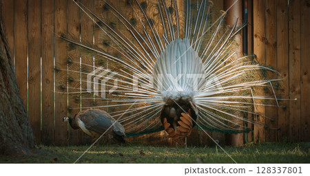 peacock fluffs up his tail and dances in front of the female. Indian Peacock Has Iridescent Blue And Green Plumage. Indian Peafowl Walk Outdoor. All Species Have Crest Atop Head. Pavo Cristatus, Blue 128337801