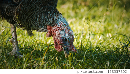 Turkey Grazing Close-Up on Fresh Green Grass in Nature 128337802