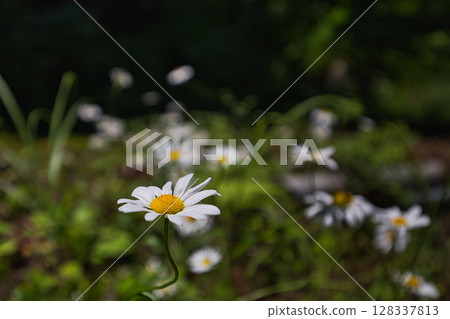 水與海田樂能舞 水與海田樂能舞 128337813