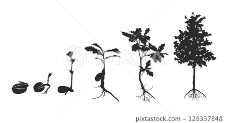 Life cycle of oak tree silhouette, Cycle of tree silhouette, Life cycle of oak vector, Life cycle of olk seed svg, Cycle of tree svg, Growing oak clipart Life cycle of oak tree silhouette, Cycle of tree silhouette, Life cycle of oak vector, Life cycle of olk seed svg, Cycle of tree svg, Growing oak clipart 128337848