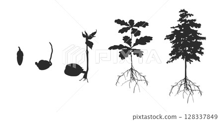 Life cycle of oak tree svg, Life cycle of oak tree silhouette,  Cycle of tree silhouette, Life cycle of oak vector, Life cycle of olk seed svg, Cycle of tree svg, Growing oak seed silhouette V02. 128337849