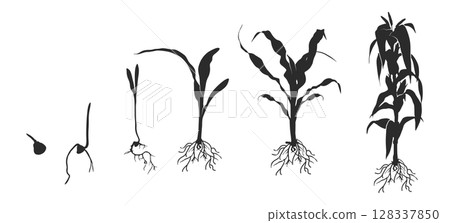 Life cycle of corn (maize) plant silhouette, Cycle of growth of corn black silhouette, Corn life cycle silhouette, Corn seed growing silhouette, Process of growing corn in agriculture 128337850