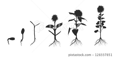 Life cycle of sunflower silhouette, Plant growth stages silhouette, Sunflower growing silhouette, Seed growing infographic, Growing planting sunflower seeds. 128337851