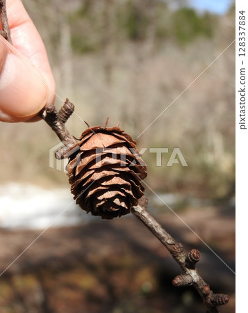 Fruit of larch 128337884