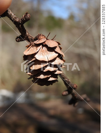 Fruit of larch 128337885