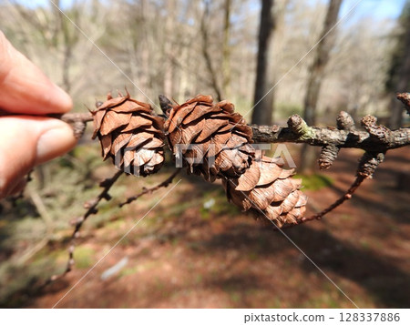 Fruit of larch 128337886