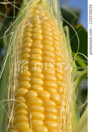 Freshly harvested corn from the field (fresh summer vegetables) 128338026