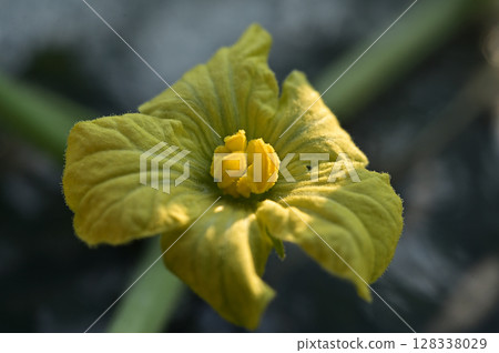 Watermelon flowers Watermelon flowers 128338029