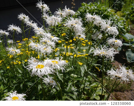 盛開的沙斯塔雛菊 盛開的沙斯塔雛菊 128338060