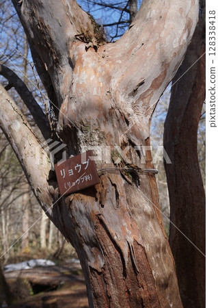 The bark of the trunk of ryobu, which has a mottled pattern on the trunk 128338418