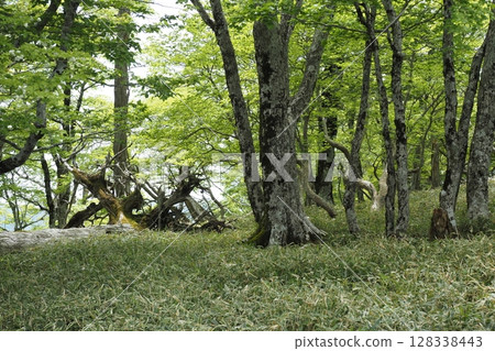 大台原的竹林風景 128338443