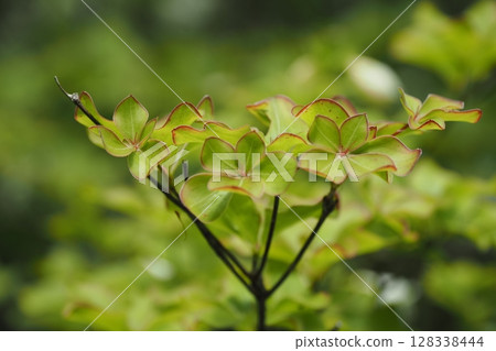 Leaves of gooey azalea 128338444