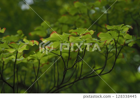 Leaves of gooey azalea 128338445