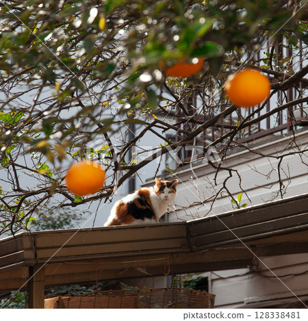 貓和橘子 128338481