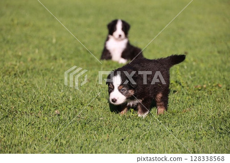 Two puppies are playing in a grassy field 128338568