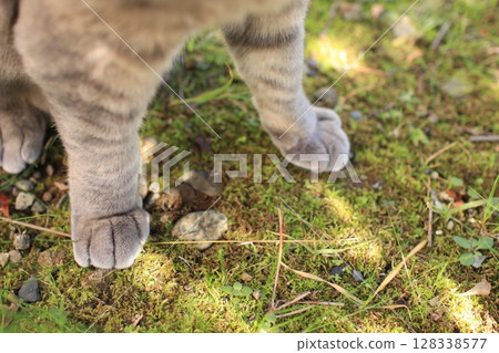 cat paw pet cat pet cat cat paw pet cat pet cat 128338577