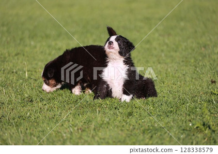 Two puppies are playing in a grassy field 128338579
