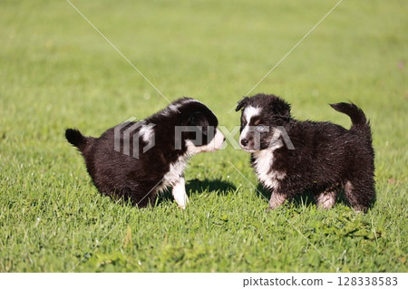 Two puppies are standing in a grassy field, one of which is looking at the other Two puppies are standing in a grassy field, one of which is looking at the other 128338583