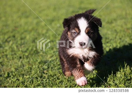 A small black and white dog is running on a green grassy field 128338586