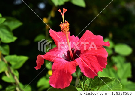 紅芙蓉花 128338596