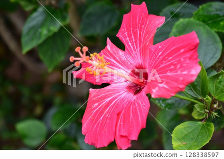 Red hibiscus flower 128338597