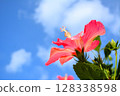 紅色的芙蓉花在藍天下盛開 128338598