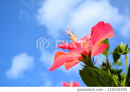 Red hibiscus flowers blooming against the blue sky Red hibiscus flowers blooming against the blue sky 128338598