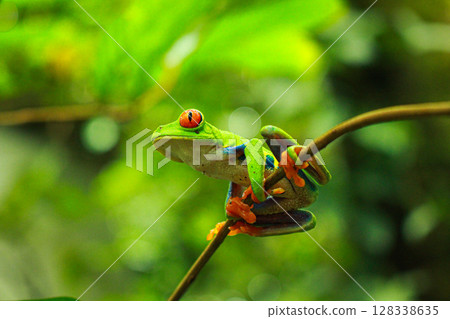 哥斯大黎加青蛙:Agalychnis purpuratida 哥斯大黎加青蛙:Agalychnis purpuratida 128338635