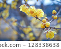 蠟李子 128338638