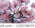 櫻桃樹 128338639