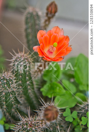 我可愛的仙人掌花園 128338694