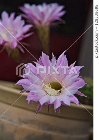 我可愛的仙人掌花園 我可愛的仙人掌花園 128338698
