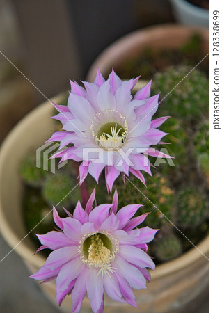 我可愛的仙人掌花園 128338699