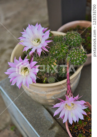 我可愛的仙人掌花園 我可愛的仙人掌花園 128338700