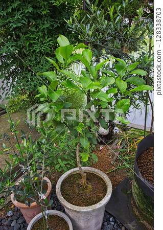 我可愛的仙人掌花園 128338703