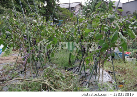 Hobby gardening eggplant garden 128338819